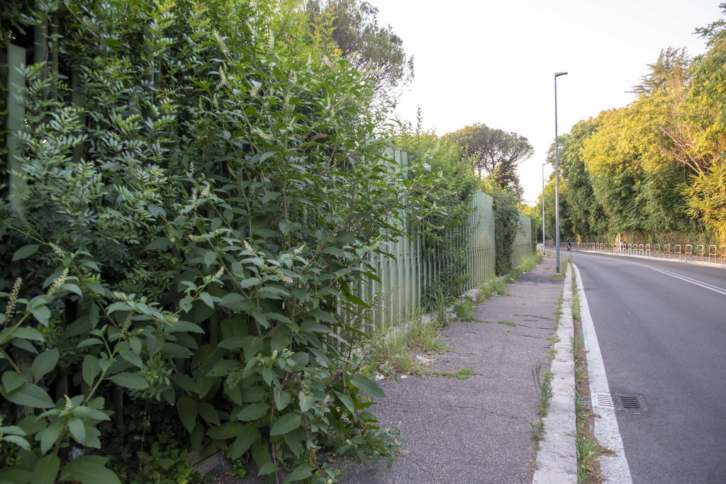 1 redimensionner l'Italie : 50 musulmans et Scientologists s'est associé pour nettoyer la rue principale de la Grande Mosquée de Rome